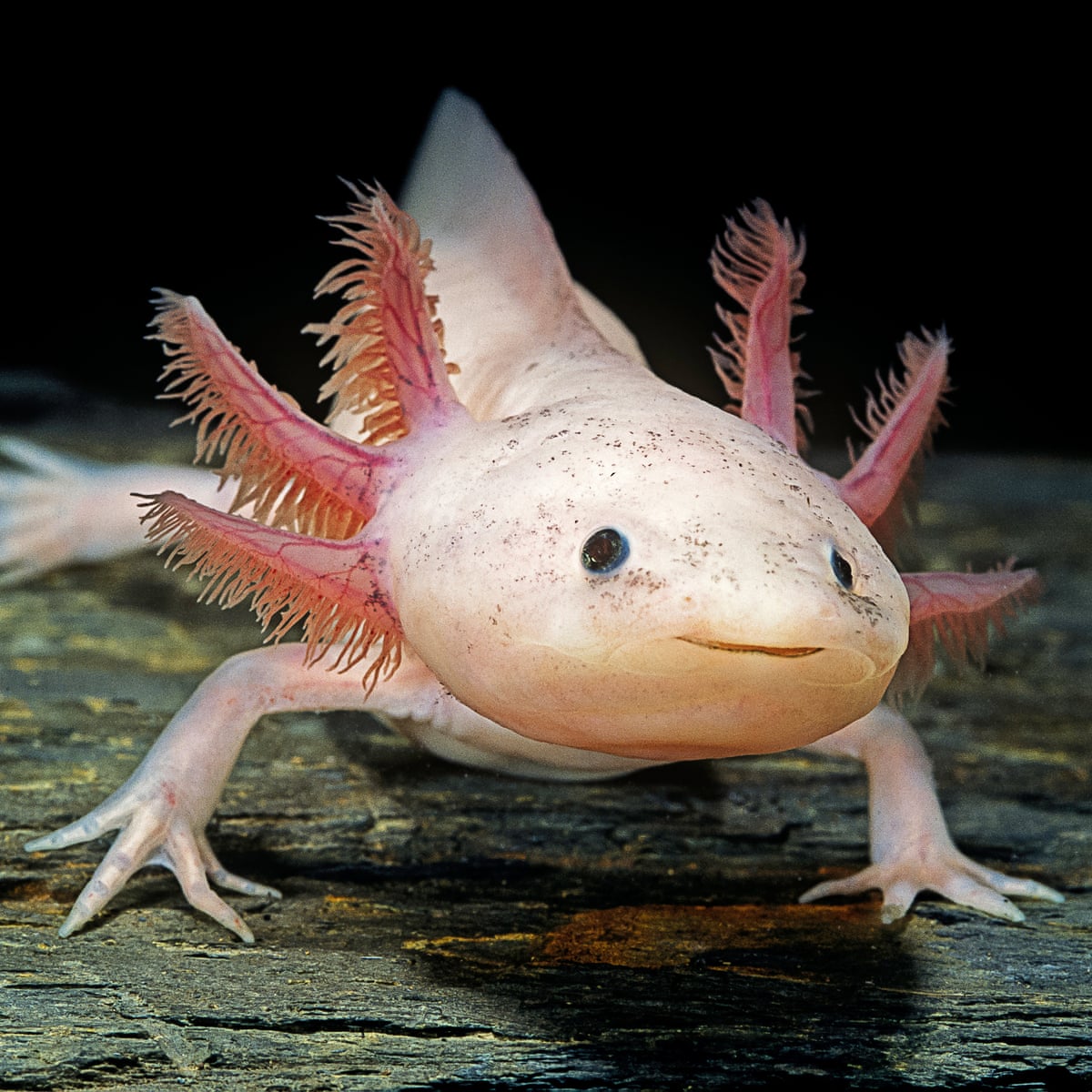 glitchy_potat's tweet photo. There was this Pokemon card vending night at a store next to my college campus and this little girl randomly asked me, “Did you know that Chaney is an axolotl?” and oh my god I see the vision. https://t.co/ft3UxxCLWw