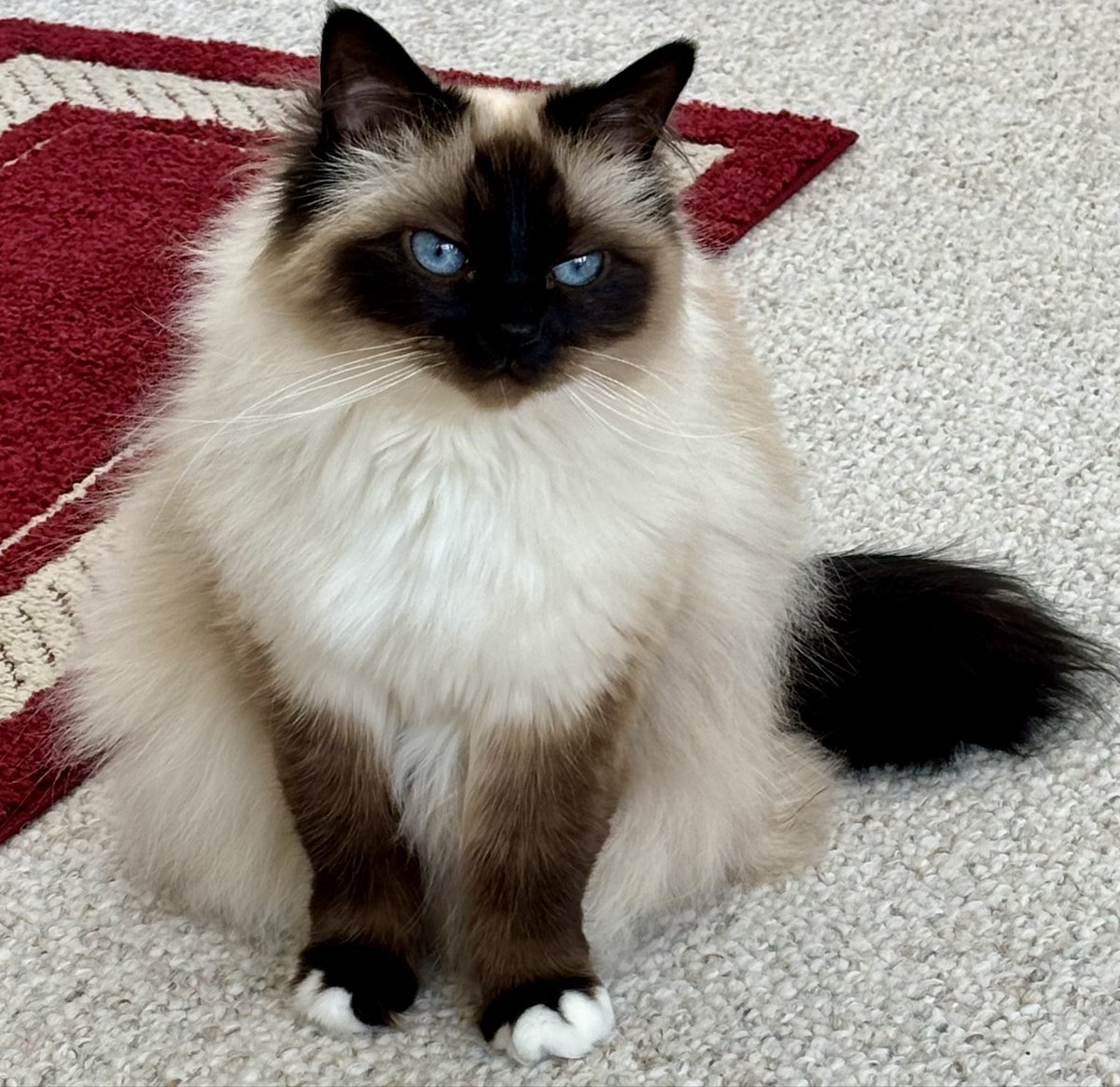 ElizGriff2016's tweet photo. #PostAFavPicForVioletSep26 Day 24
Starts with R
Recommendation for ridiculously radiant and resplendent responsive regal cherub?
โฅ๏ธ๐Cali๐โฅ๏ธ #CatsOfX https://t.co/phLNHBmHK2