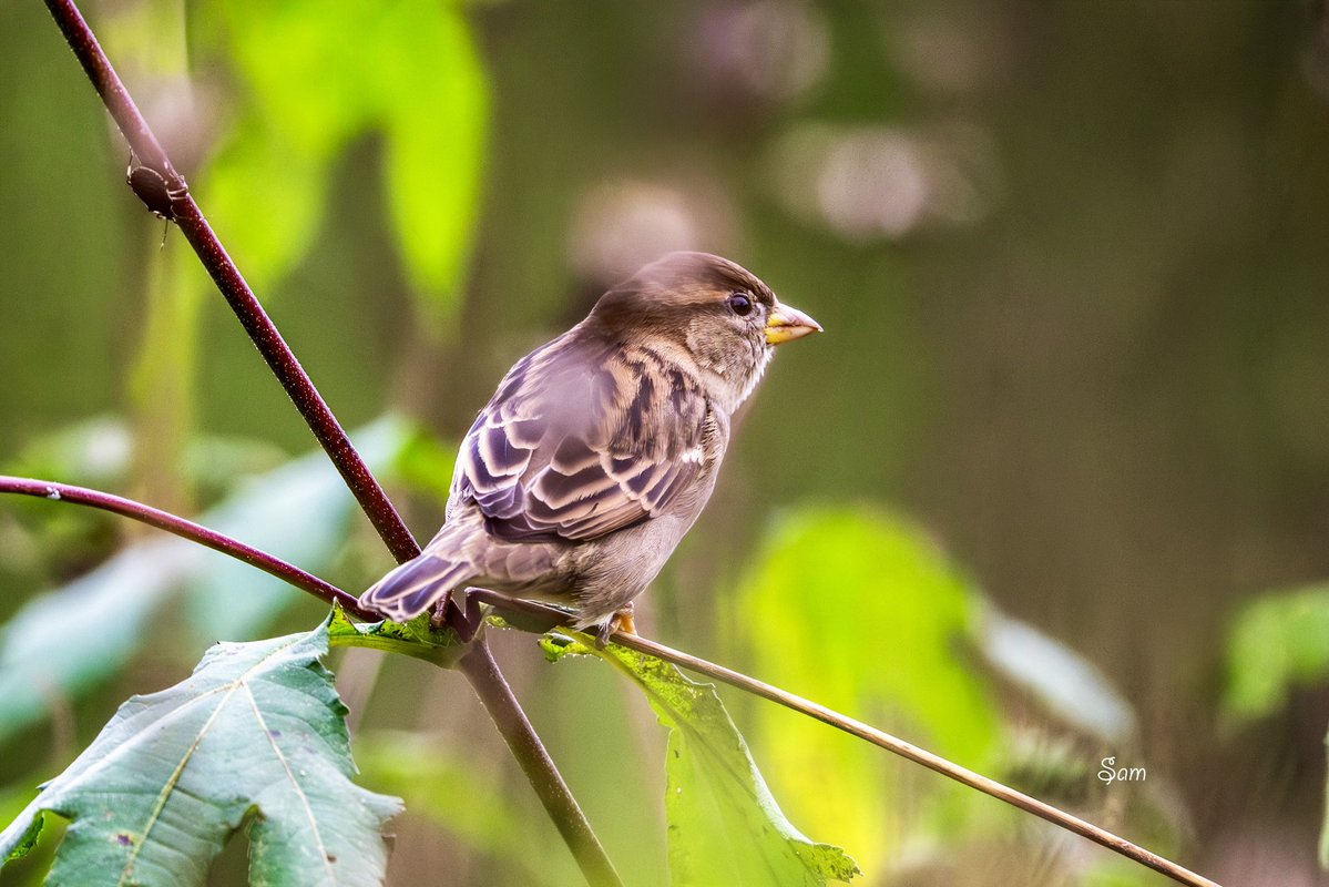 Sam2978pt's tweet photo. Female House Sparrow on a thin stem. No rarity. Still worth the frame. https://t.co/Kgm6DEjU0Q