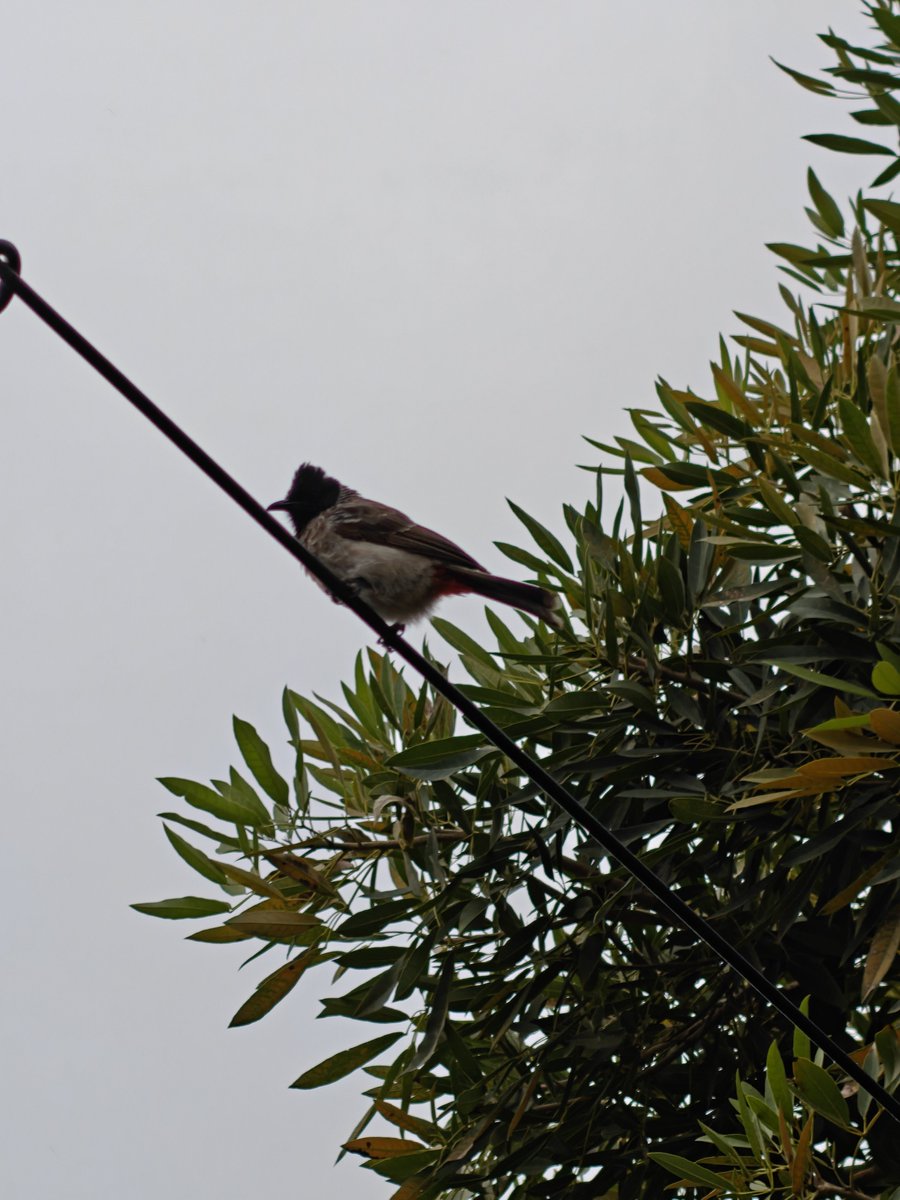 Aruntweets123's tweet photo. 🐦 Day 39: Today, I forgot to carry my earbuds for my morning walk and it turned out to be a blessing in disguise. 

I could hear the chirping of little birds all around me. It felt as if nature had arranged its own musical concert just for me.

Sometimes, disconnecting from our devices helps us reconnect with the world around us.
#Day39 #MorningWalk #Nature #Birdsong #MorningMusic #MindfulWalking