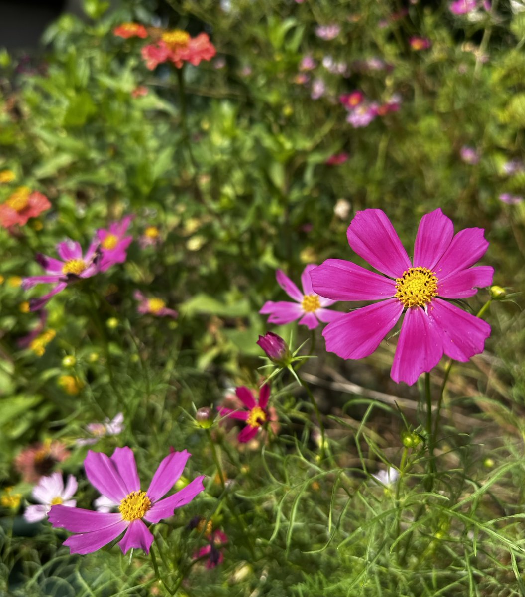 iriesgk's tweet photo. 入江交流館のミニ花壇では、コスモスが秋風に揺れています。
北側駐車場の入り口の角に、目印としてオレンジ色の棒が設置されました。
交流館にお越しの際は、安全のためにどうぞ気をつけて通行してくださいね。 https://t.co/trPgCh2uxY
