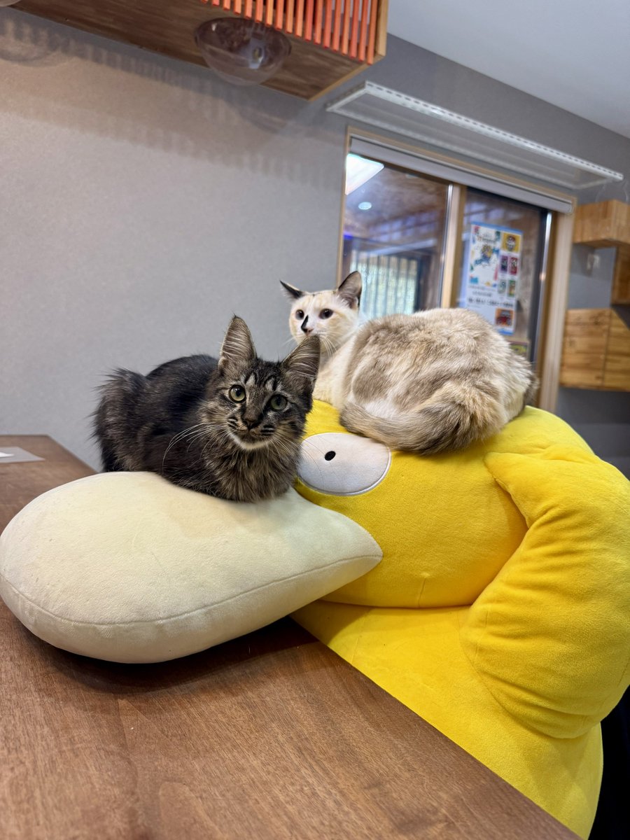 omochi_nam01's tweet photo. 我が家のコダック、ねこの成長と共に背が縮んできたな(笑) https://t.co/dsvIgY6D5o