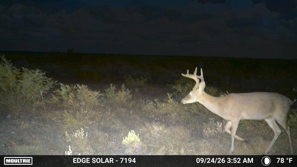 Baseball25dave1's tweet photo. They’re still moving! Caught this 6 pointer, possibly a 7 on the game cam. #VargasRanch #DoveSeason #DeerSeason #IYKYK https://t.co/pZyAcD6XWE