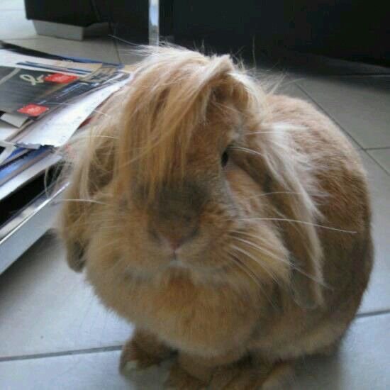dearestcitrus's tweet photo. bunnytrick side part awwe https://t.co/tuvijfJbcB