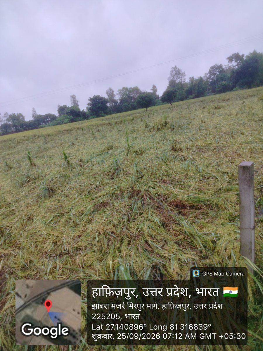 deepankar945863's tweet photo. 24/09/2026 को बे मौसम बारिश की वजह से धान की खड़ी फसल का बहुत नुकसान हो गया है और लगातार बारिश तेज़ हवाएं चल रही है नुकसान को कवर किया जाए
Application no-040109261072539038801
@IFFCO__TOKIO @upagriculture @UPGovt @DM_Barabanki https://t.co/GRRpjEb3m9