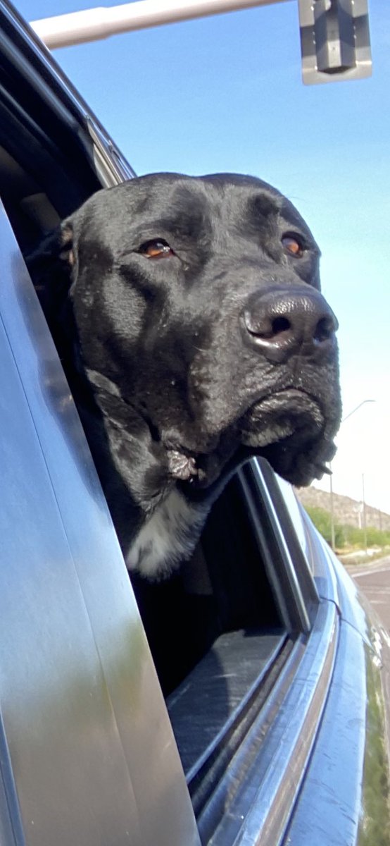 rainibrei's tweet photo. @nhyankfn I feel your loss. This serves to remind me of our Boomer.  He died due to cancer at 4. Hang in there, and when it’s time, honor your boy with a new adoption. https://t.co/Eb3DnT3KzY