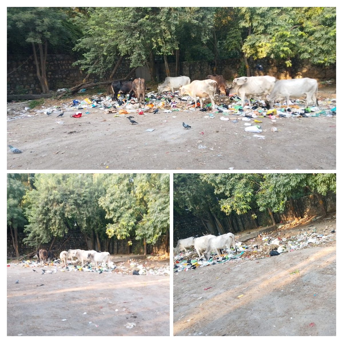 SaraswatiRwaD6's tweet photo. #Day_14 | 7:00 AM | 25 Sept
After 14 days of continuous follow-up, residents’ concerns about cattle roaming freely, feeding on exposed garbage, and scattering waste still appear to be going unheard at #MegaHousingComplex D6, #VasantKunj.
The only relief is that waste is being lifted before a large heap forms—an effort of @DCSOUTHZONE we sincerely appreciate. But its benefit is repeatedly negated by the absence of covered, lidded bins and unchecked cattle access.
@MCD_Delhi: Please complete the solution—provide adequate covered bins and prevent cattle from accessing the waste point. @SBM_MCD
@jmehlawatbjp @KunjWelfare: please facilitate.
@SwachhBharatGov @CMODelhi
#WasteManagement #StrayCattle #PublicHealth #SwachhBharat
#SWMRules2026 #LifestyleForEnvironment #SBMG