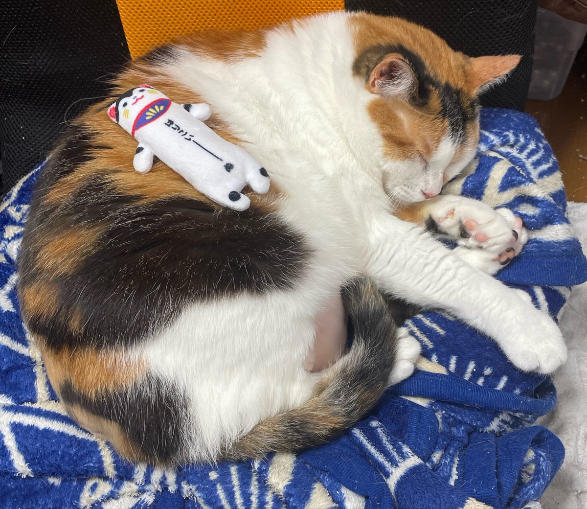 to_ru1982's tweet photo. 家にいると付きまとわれて、もーわかったって！はいはい！ってなるのに、1日離れてると今すぐ会いたくなる😢❤ https://t.co/TxZsGFo1BI