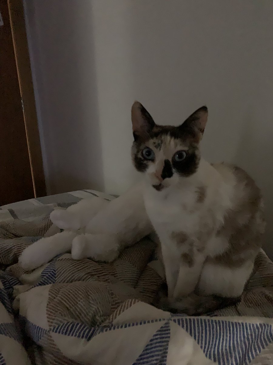 meuamorporgatos's tweet photo. falam que minha gata eh feia mas eu n acho isso :( https://t.co/0ZTeBSN4ss