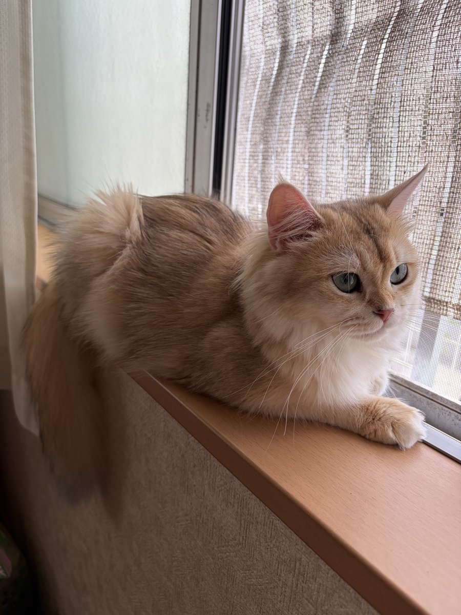 abcmiii11's tweet photo. ファーミネーターのブラシは長毛の子に��本当助かる☺️
毛が抜け過ぎる笑

#猫のいる暮らし
#ファーミネーター https://t.co/J8T2JjLikz