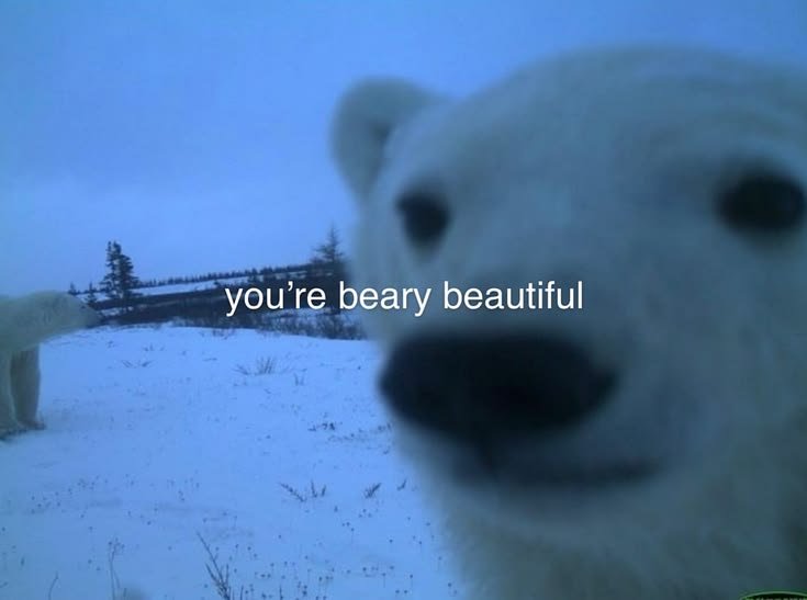 Bear1nCrisis's tweet photo. https://t.co/HsOeVwoXN5