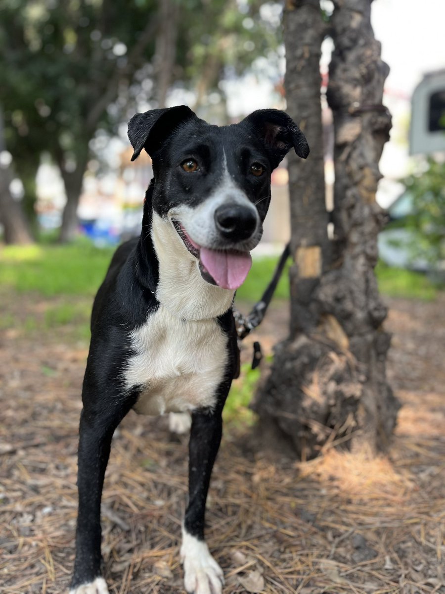 HELA_MORE's tweet photo. ¡Conoce a Ramona! 💛

Ella es una perrita rescatada con un corazón enorme y una mirada que derrite. A pesar de lo que ha vivido, Ramona conserva la dulzura, la nobleza y las ganas de dar amor. 

Si estás buscando una compañera leal y amorosa, Ramona te está esperando. ¡Adóptala y cambia su vida… y la tuya también! 💕
Estamos en CDMX.