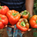 Photo by AmpleHarvest.org (@AmpleHarvest)