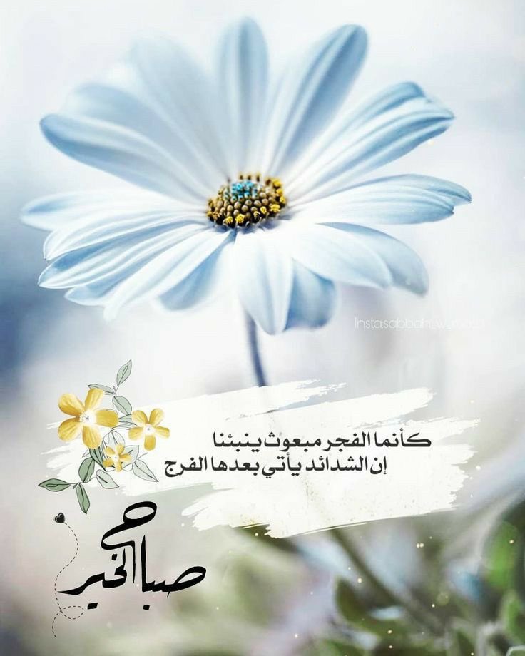 malak_h2020's tweet photo. اللهم اجبر خواطرنا، واغفر ذنوبنا، وحقق أمانينا، واكتب لنا الخير حيث كان🌸☘️

#صِبّــآحً_آلَخٌــيّر_وِآلَسًعَـــآدُهِ #صِـبّـآحً_آلَأشّــيّآء_آلَمِشّـرقَـة 
#اقتباسات https://t.co/GONLnVqmJU