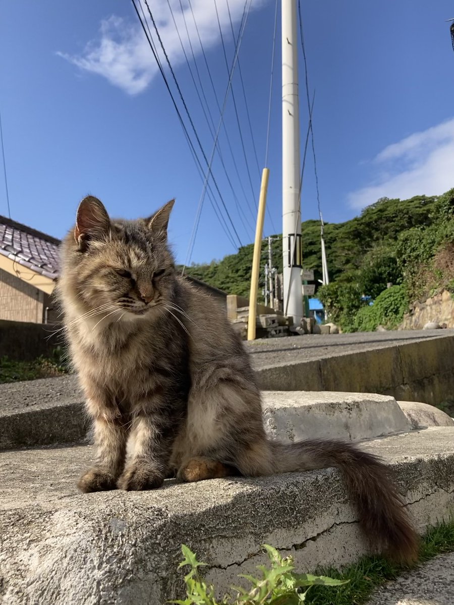 kuronekotashiro's tweet photo. こんにちは。今朝の #田代島 は晴れ。現在は雲が多くなってきました。
画像は今朝の様子。日差しを満喫する皆さん😸☀️

#田代島クロネコ堂 #猫島 #tashirojima #catisland #CatsOnX #CatsOfX #cat #cats https://t.co/CIXcGsmlI0