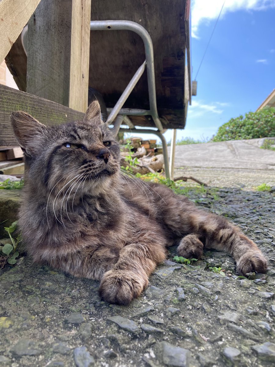 kuronekotashiro's tweet photo. こんにちは。今朝の #田代島 は晴れ。現在は雲が多くなってきました。
画像は今朝の様子。日差しを満喫する皆さん😸☀️

#田代島クロネコ堂 #猫島 #tashirojima #catisland #CatsOnX #CatsOfX #cat #cats https://t.co/CIXcGsmlI0