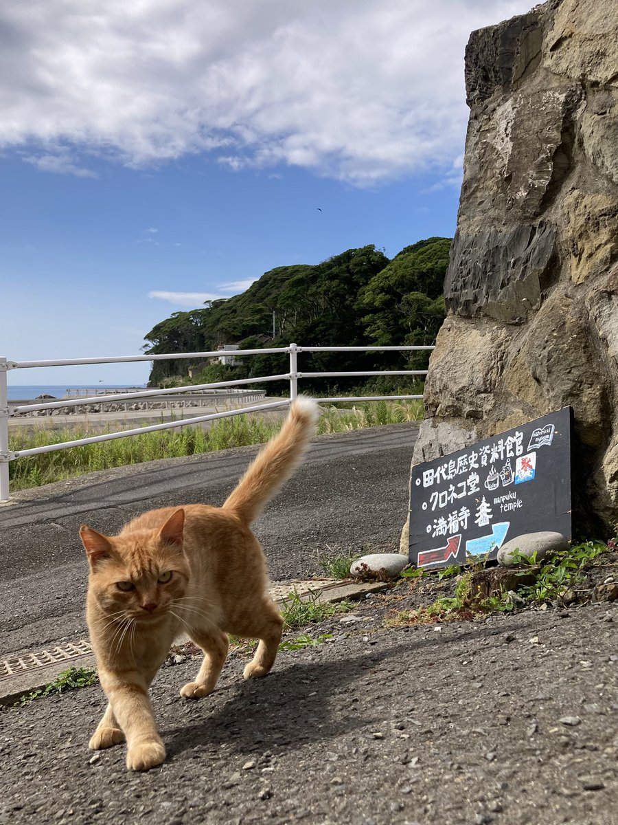 kuronekotashiro's tweet photo. こんにちは。今朝の #田代島 は晴れ。現在は雲が多くなってきました。
画像は今朝の様子。日差しを満喫する皆さん😸☀️

#田代島クロネコ堂 #猫島 #tashirojima #catisland #CatsOnX #CatsOfX #cat #cats https://t.co/CIXcGsmlI0
