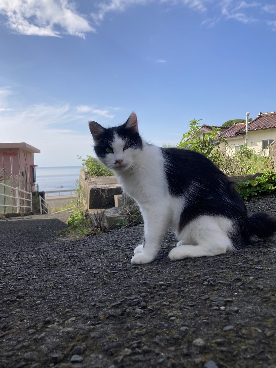 kuronekotashiro's tweet photo. こんにちは。今朝の #田代島 は晴れ。現在は雲が多くなってきました。
画像は今朝の様子。日差しを満喫する皆さん😸☀️

#田代島クロネコ堂 #猫島 #tashirojima #catisland #CatsOnX #CatsOfX #cat #cats https://t.co/CIXcGsmlI0