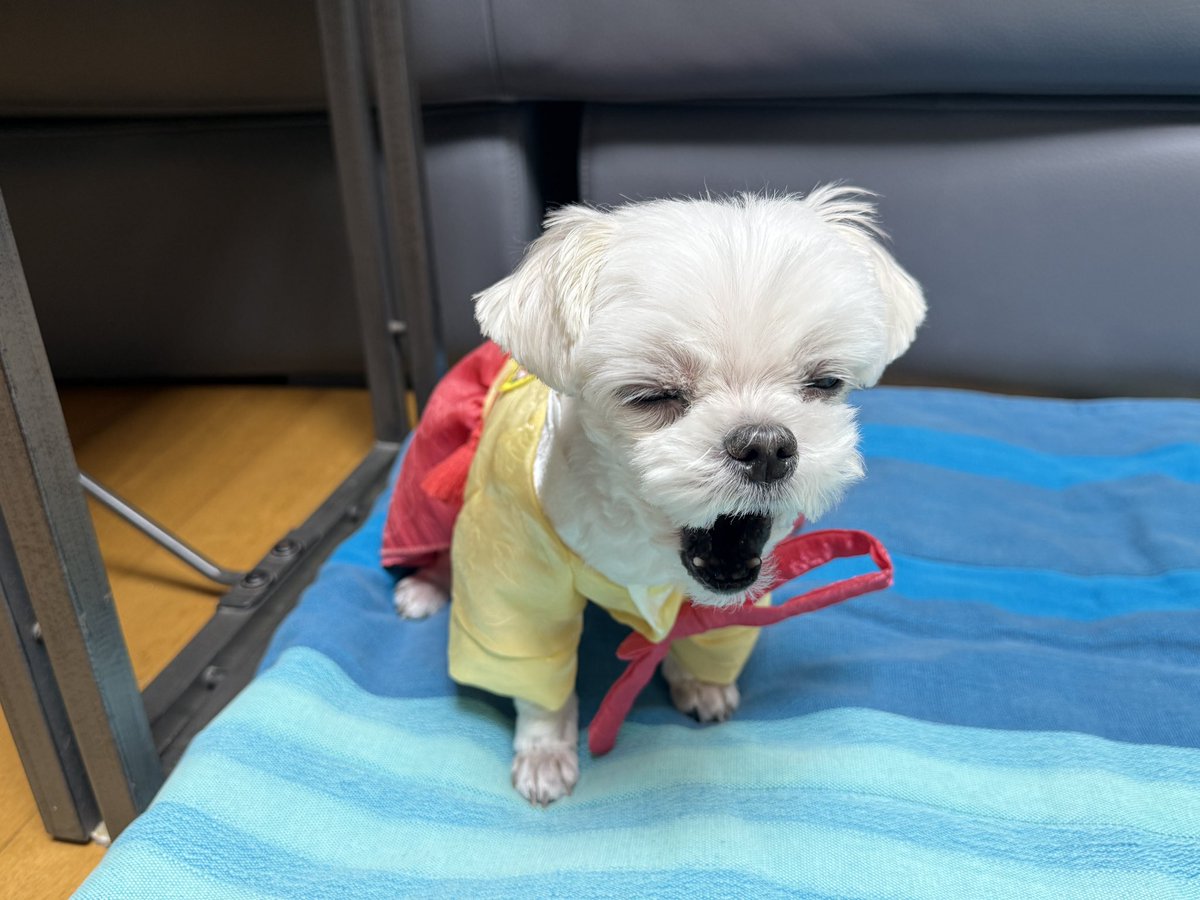 congrime's tweet photo. 일어나서 사진 몇장 갈겼다고 
저희 어르신 아기새댁님은 벌써 졸리시다네요 쩗. https://t.co/jCS96oFDqs