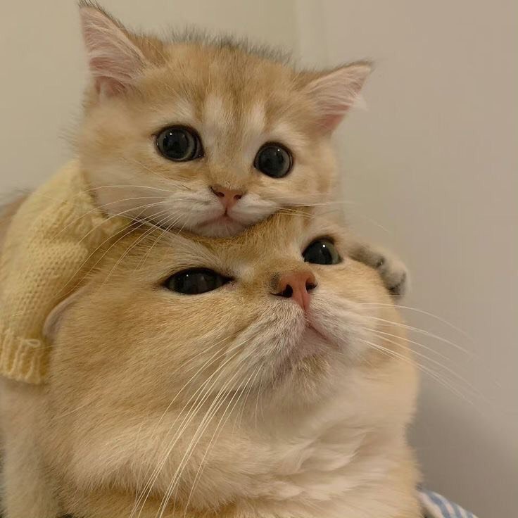 catslovings1's tweet photo. https://t.co/trZbvIpDXi