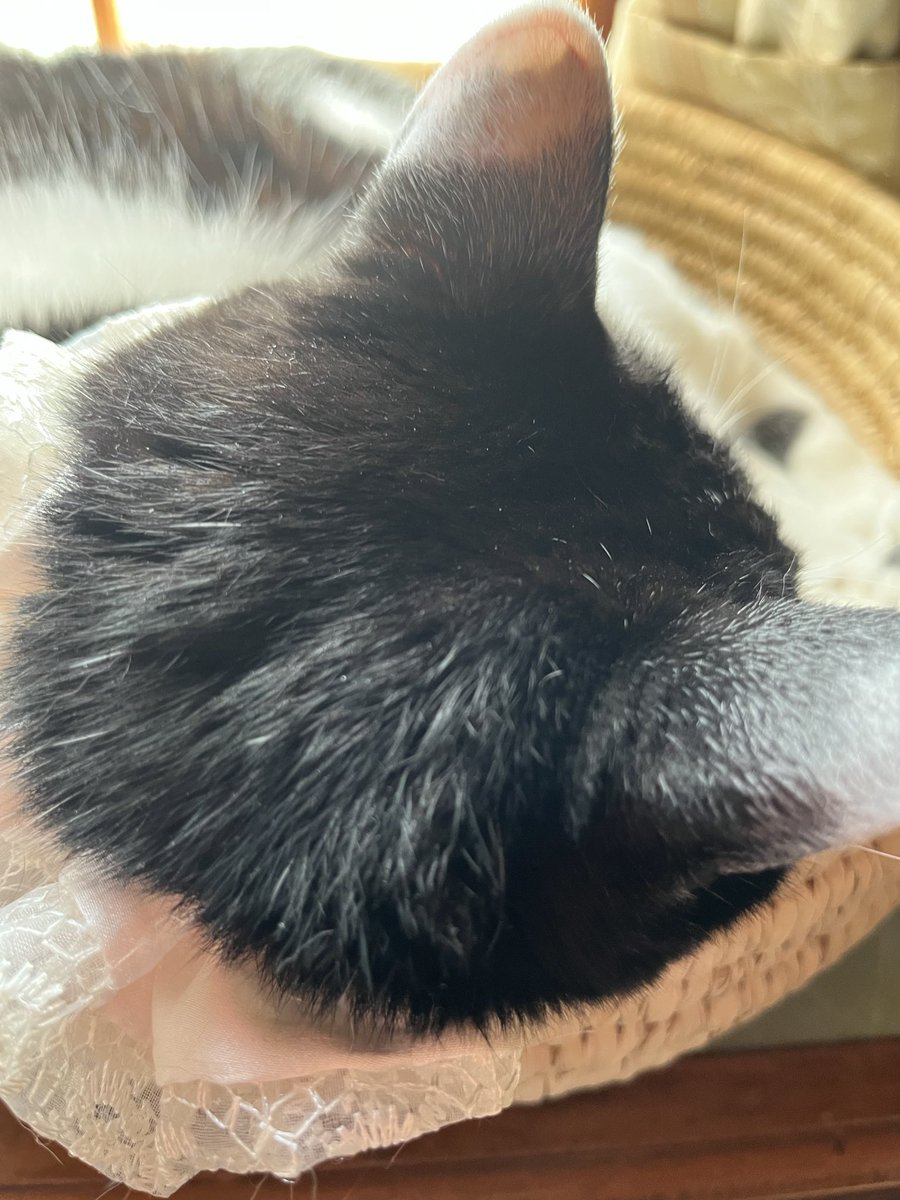 aho326's tweet photo. かわいいなぁ…
こんな無防備に預けられると…
慈愛に満ちてくる…
ラブ&amp;ピースだわよ。
#猫 #猫がいる生活 https://t.co/YHZuxH2wMF
