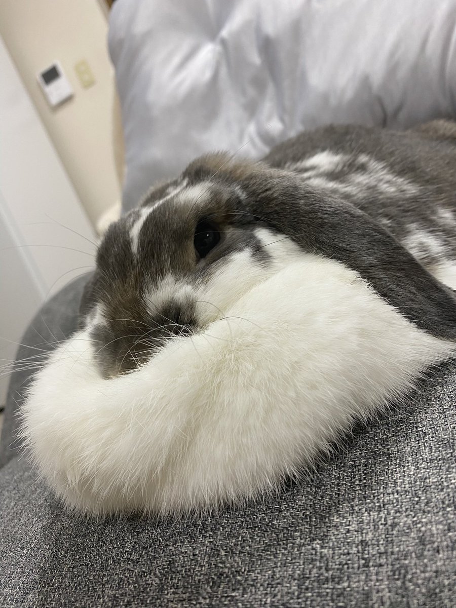 sAlxhDABL9RFOy6's tweet photo. お餅つきしなきゃだったね🐰🌕

……ん？お餅がマフマフにあるなぁ🩷 https://t.co/T4gnZMAFjB