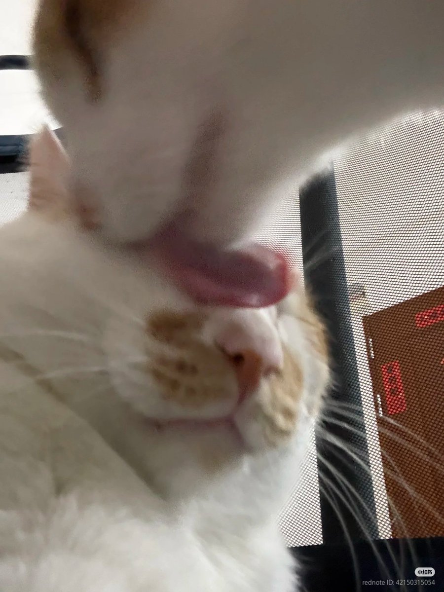 nocontextscats's tweet photo. 👅 https://t.co/E8V9PRD6TE
