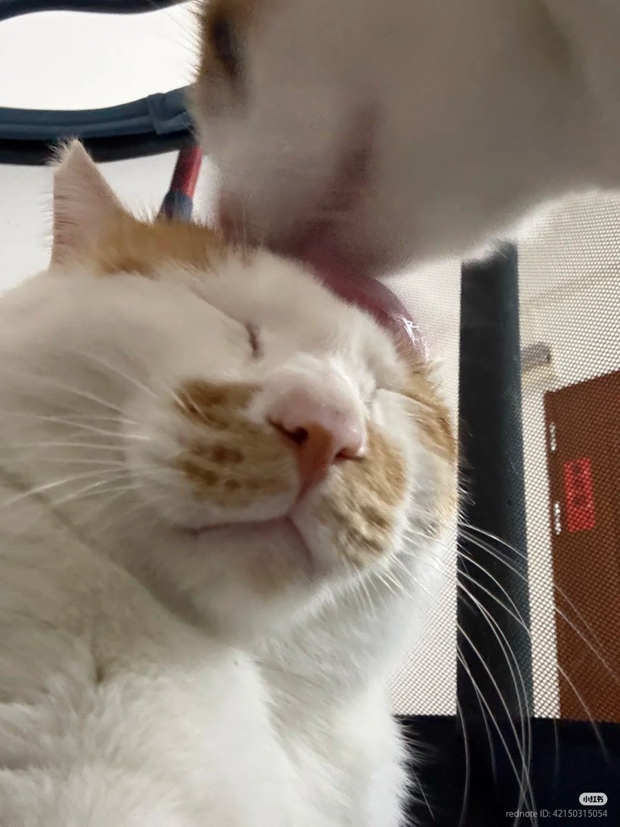 nocontextscats's tweet photo. 👅 https://t.co/E8V9PRD6TE