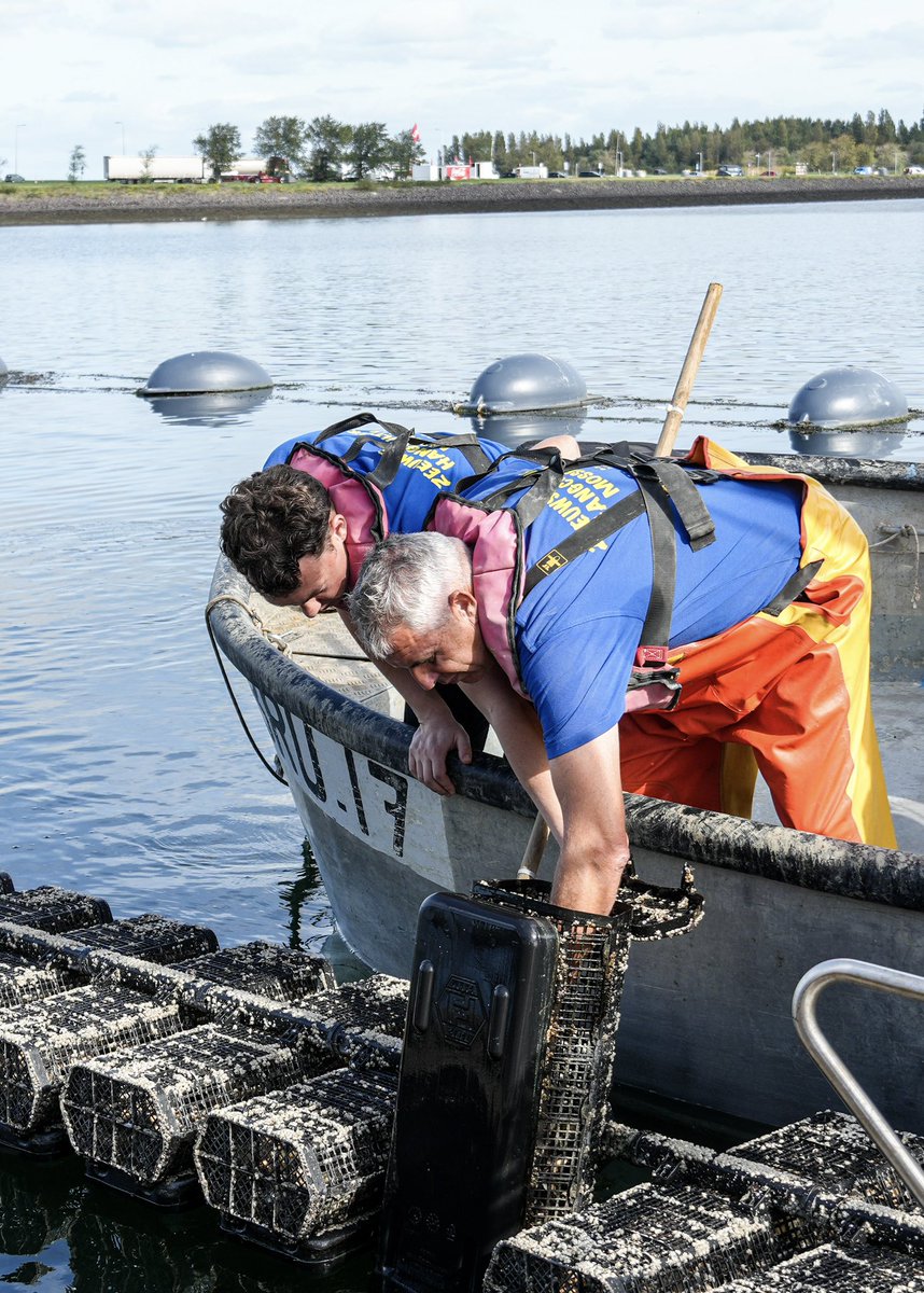 hugodejonge's tweet photo. Het oesterseizoen is officieel geopend! 🦪 

Vandaag in Bruinisse de eerste Zeeuwse oesters van het seizoen opgevist en overhandigd. De oester hoort bij Zeeland: een mooi Zeeuws product en belangrijk exportproduct, met een rijke traditie, vakmanschap en blik op de toekomst. https://t.co/RfeK5cpTZT