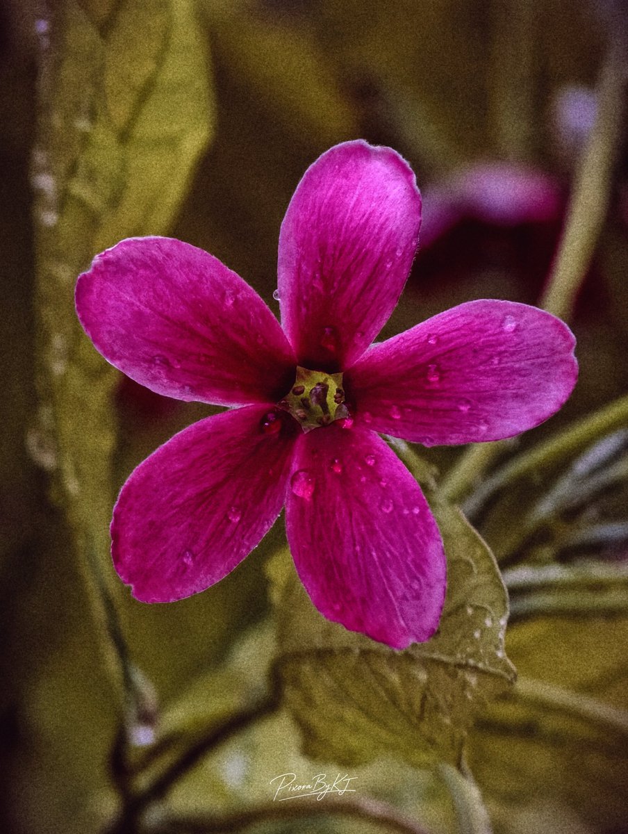 PixoraByKJ's tweet photo. Five petals. A thousand shades of pink. 🌺✨ 

#PixoraByKJ 
#ShotOnSnapdragon 
#ShotOnVivo 
#MacroPhotography 
#MobilePhotography 

@Snapdragon 
@Snapdragon_IN https://t.co/Ibk4DpYXrH