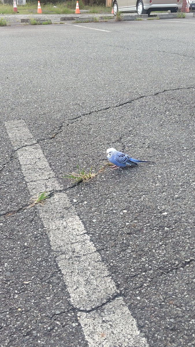 hira_bell_tree's tweet photo. テラコスタの前にインコいるけど、脱走したのかな。近寄っても逃げない。 https://t.co/TyVOuEmxQb