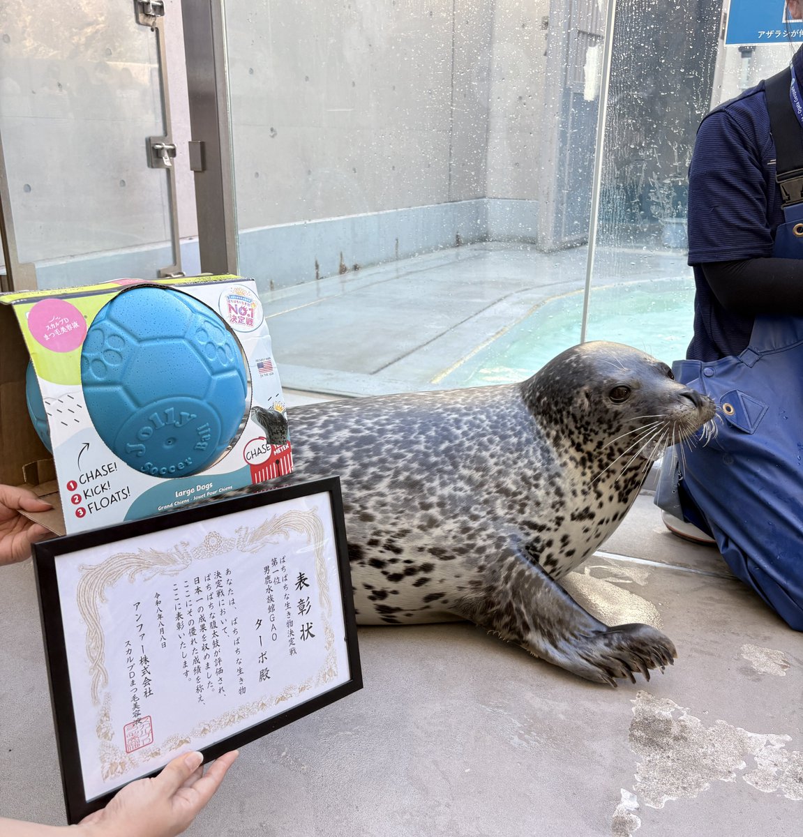 scalpd_eye's tweet photo. #ぱちぱちまつ毛の日 にちなんで開催された
#ぱちぱちな生き物決定戦 で見事一位に輝いた男鹿水族館GAOのゴマフアザラシ「ターボ」！

スカルプDまつ毛美容液からもとびきりの「ぱちぱち👏｣拍手とともに、
1位記念の賞状を贈呈しました！

まつ毛「バ"サバ"サ」…ならぬ、ターボへのご褒美に「サバ」をプレゼント🐟✨️
そして、まつ毛ケアは楽しく続けることが大切！
ということでターボには
楽しく遊べる「ボール」もプレゼント！⚽️✨️
ターボ、おめでとう！👏🦭