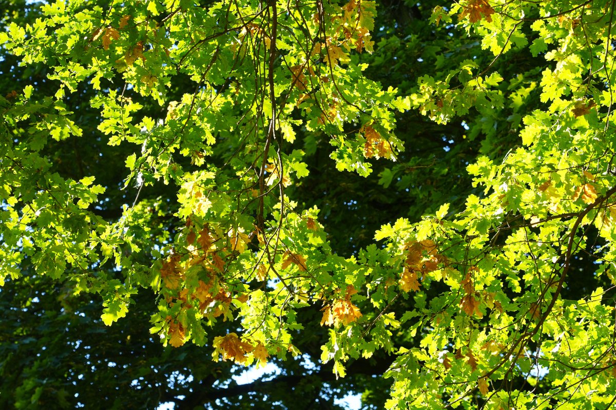 Forstler1's tweet photo. Der Herbst kommt... https://t.co/Rg4ehR6D1n