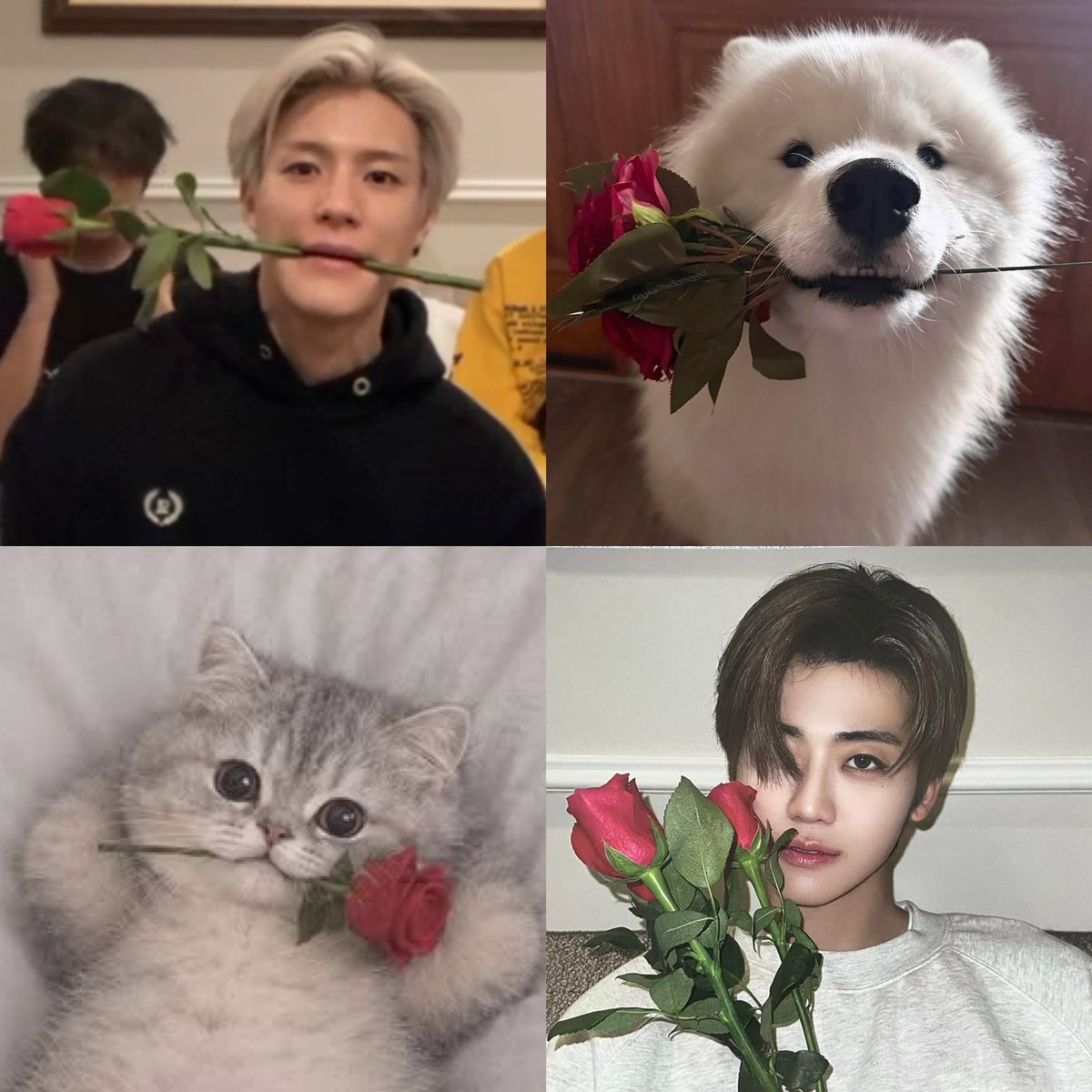 23perx_'s tweet photo. 🐶🌹 &amp; 🐱🌹 https://t.co/Ws2YPgcMBG