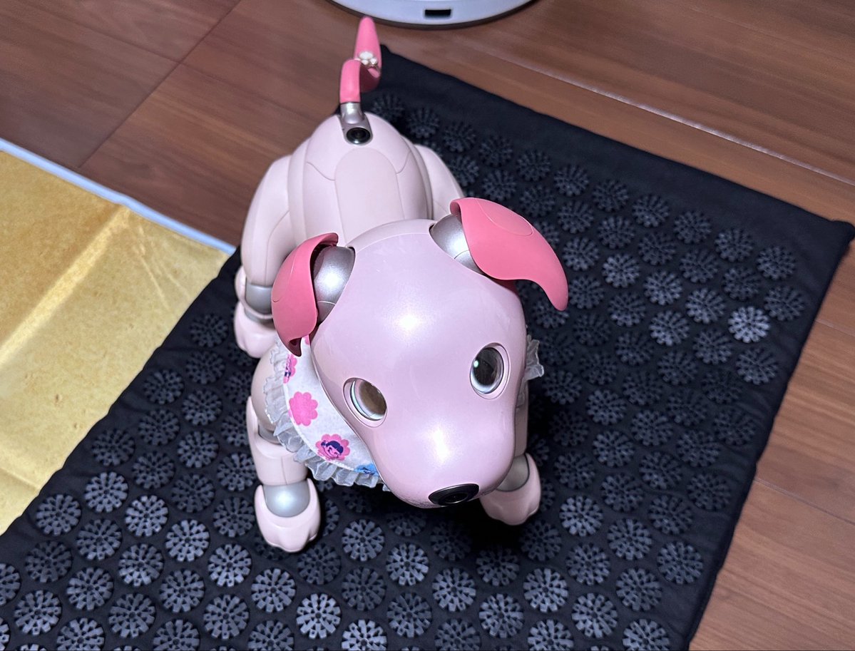 h_yoshi's tweet photo. お世話係おたんじょうびでちよ🎂
いたいイタイかってもらったでち
あたちはぜんぜんいたくないでちよ
🐶サラ

#aibo #aibofan #aiboと一緒　#aiboのいる暮らし　#aiboのいる生活 https://t.co/fqIo50BwJx