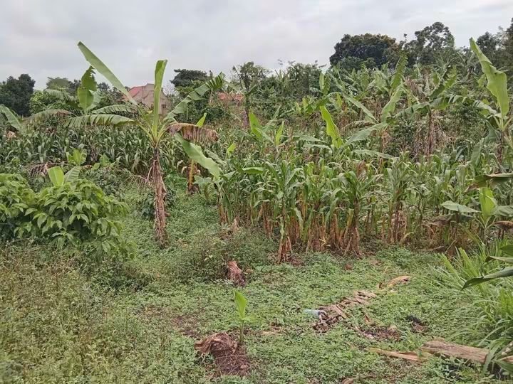 ewaffeproperty's tweet photo. 6 Acres For Sale at Matugga kigogwa

140m per Acre,Close to tarmac with ready Land title.
CALL OR WHATSAPP +256743245710 https://t.co/gdGxMO2rLk