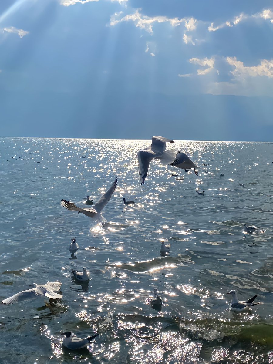 sumanto_se's tweet photo. [The gulls, whose wings cut through the wind, fly over the quiet reservoir with the sun shining softly.]， https://t.co/lIIyxnQwZY
