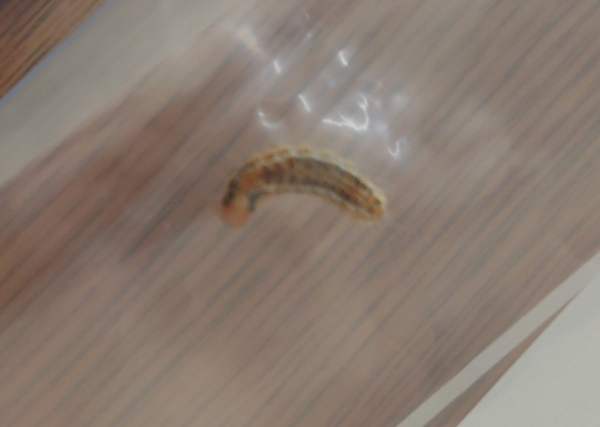 myherbtea's tweet photo. 母に毛虫！ってヘルプ求められて確保したこちら

GoogleのAIでマメノメイガと判定されたこちら
チャドクガじゃない？

念のためジップロックに入れて皮膚科へ向かいましたが
どっちかな〜 https://t.co/9zVyy0eqlQ