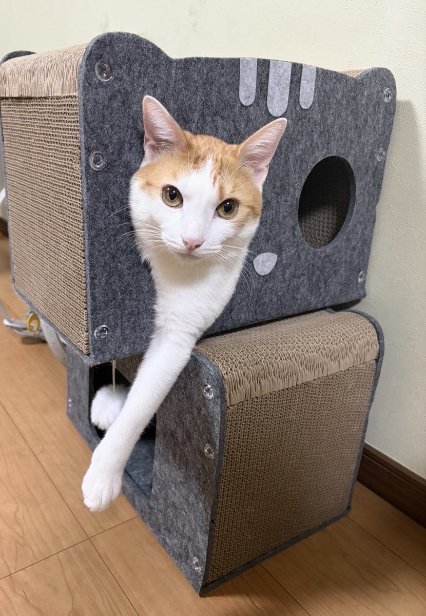 a_anpet's tweet photo. 同じ癖　
片手だけ伸ばす
#anpet #保護猫 https://t.co/MJfWqtQCoY