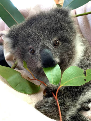 kay91052's tweet photo. Koala! They are not bears. Despite being called koala bears by many, koalas are marsupials. meaning they carry their young in a pouch. They are actually closest relatives to wombats. They have two opposable thumbs on each front paw and rough paw pads to give them a powerful grip https://t.co/j50HI7lV8T