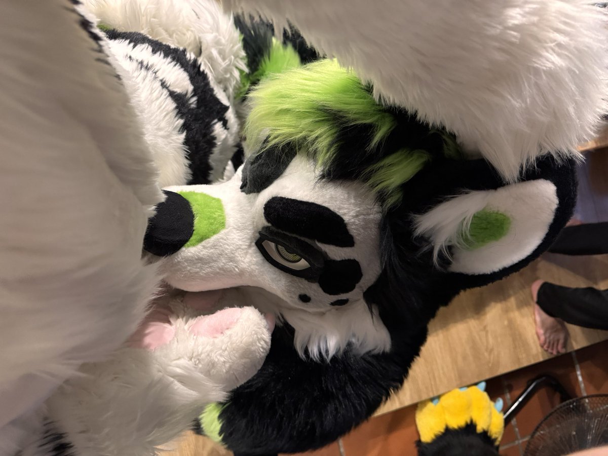 kyohei332's tweet photo. 弟は兄の言うことをちゃんと聞かないと😳😳
#fursuitfriday 
📸:@kolo2122 
🐯:@WhiteTigerTW 
✂️:@BK_fursuit https://t.co/LIXDwt8rWD