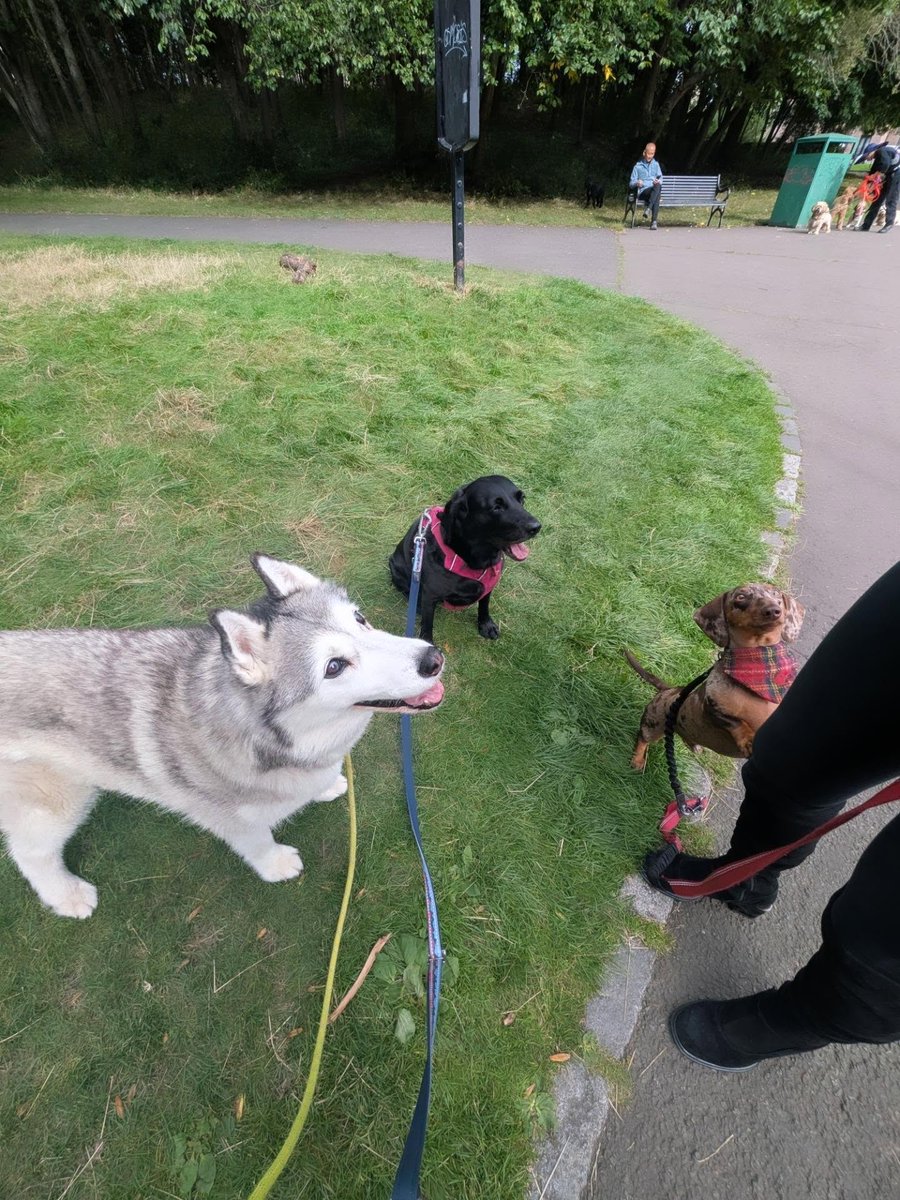 CelenaPartyka's tweet photo. Play date. They absolutely adore each other—what a pack! https://t.co/SPVF5wL8h4