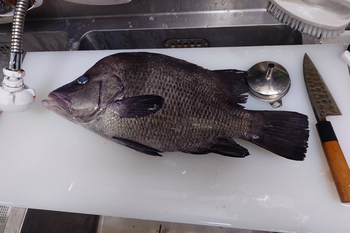 Uguwi_bot's tweet photo. 🐟️🔪 https://t.co/VdXEQAhc2T