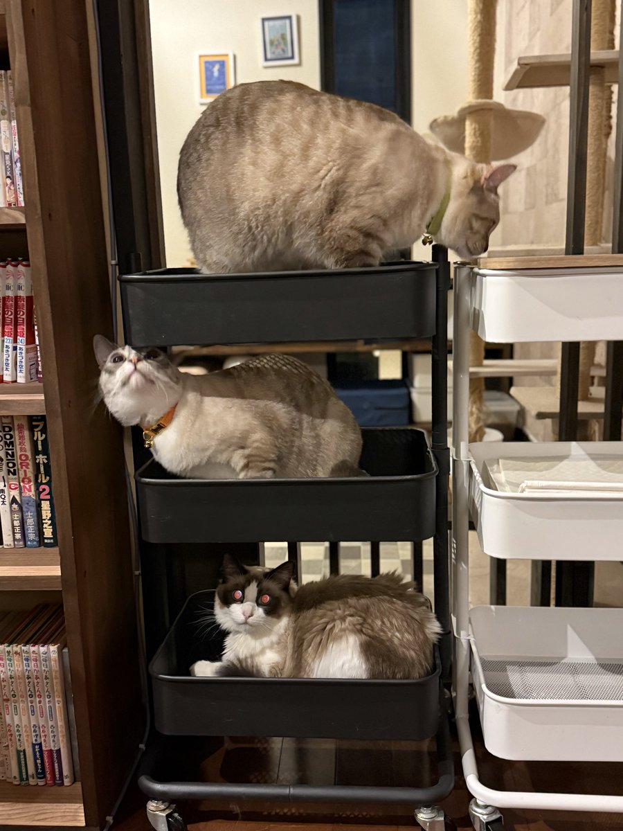 GowTohgetsu's tweet photo. 🐈
🐈
🐈 https://t.co/pHnXjgHfN8