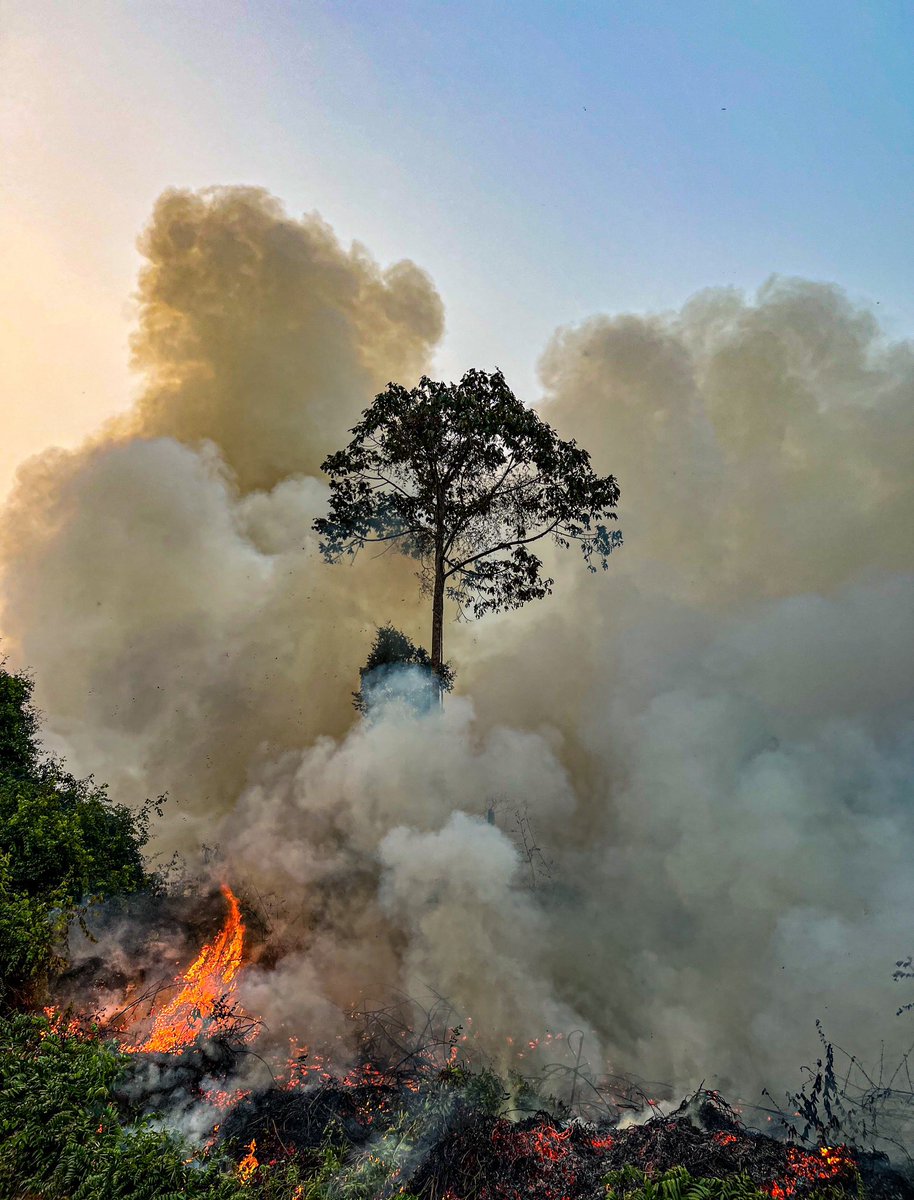 HUTANGroupJAPAN's tweet photo. 森林火災を消すために戦っている仲間を支えてください！！🧑‍🚒💦🔥🌳🐒

【ご支援・シェア歓迎！】森が燃え尽きる前に、火を止めたい。 STOP！森林火災 in インドネシア・ボルネオ島
https://t.co/PraJE6cc9g https://t.co/Qpt1gWkIkm