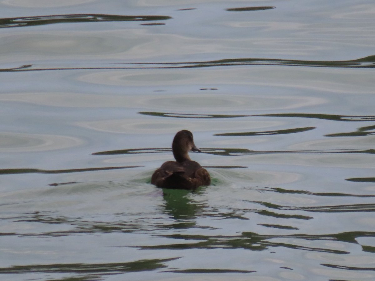 wapple15's tweet photo. A salt water #DuckReport from Port Arthur TAS 🇦🇺 for @eXcretaDeBull https://t.co/zh8l47SSFw