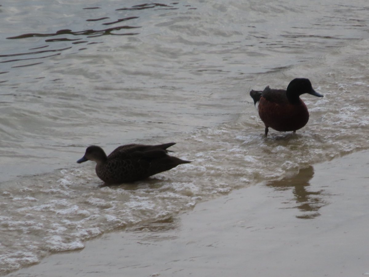 wapple15's tweet photo. A salt water #DuckReport from Port Arthur TAS 🇦🇺 for @eXcretaDeBull https://t.co/zh8l47SSFw