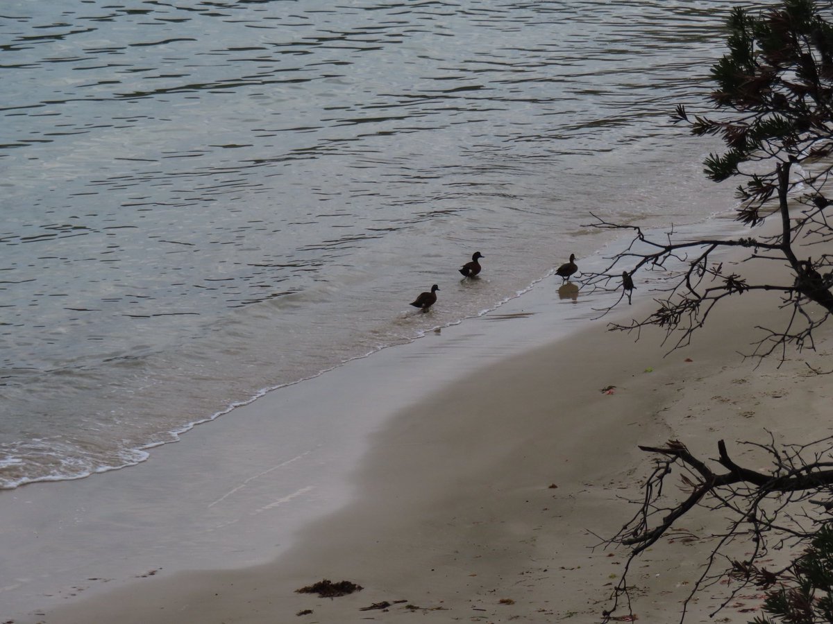 wapple15's tweet photo. A salt water #DuckReport from Port Arthur TAS 🇦🇺 for @eXcretaDeBull https://t.co/zh8l47SSFw