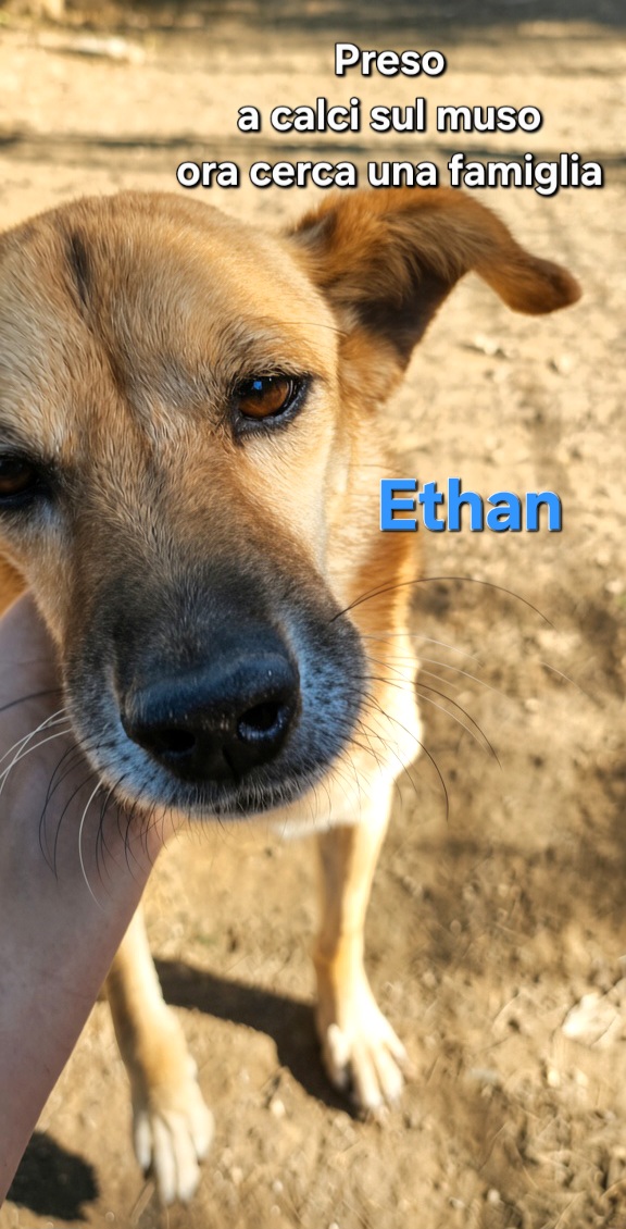 GretaFanti's tweet photo. Preso a calci sul muso, #Ethan ha perso qualche dente ma ora gode di ottima salute. Ha 9 anni,15 kg, castrato,chippato, vaccinato adatto a famiglie #giovani e #senior, anche con #cani. #Caserta adozione centro nord whatsapp ☎️3483225213 
#XF2026 
#25Settembre 
#adopt https://t.co/JLUlqFzOcv