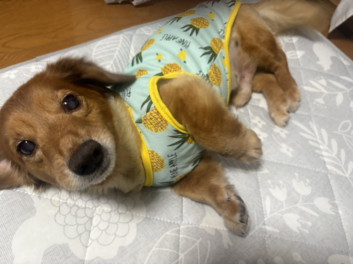 hariharihahifu's tweet photo. https://t.co/Tju3dCT7J8